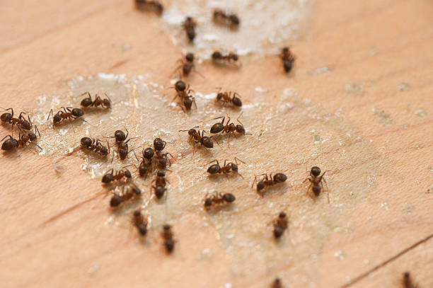Best Bed Bug Extermination  in Mansfield, PA